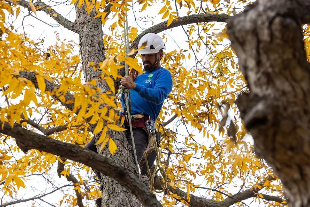 Skilled Tree Trimming crew working in Columbia